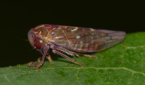 Tremulicerus sp.